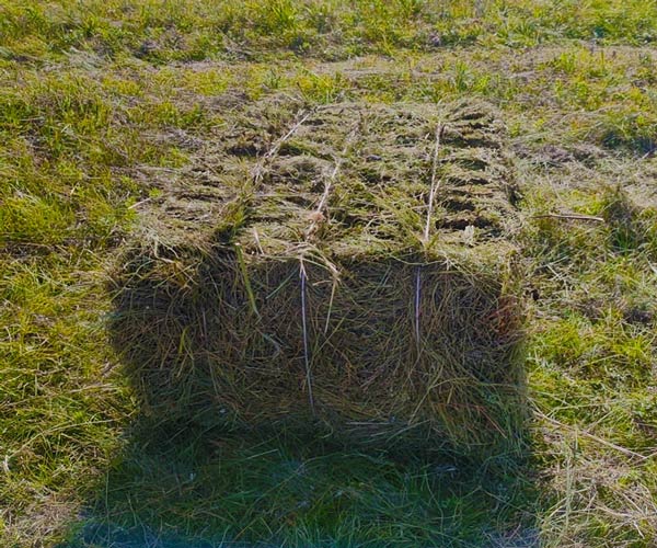 स्क्वायर हे बेलर स्क्वायर हे बेलर