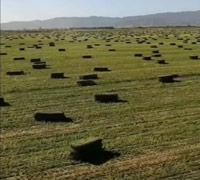 Square Baler  Three  Ropes